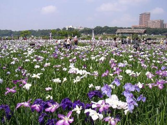 第29回小岩菖蒲園まつり
