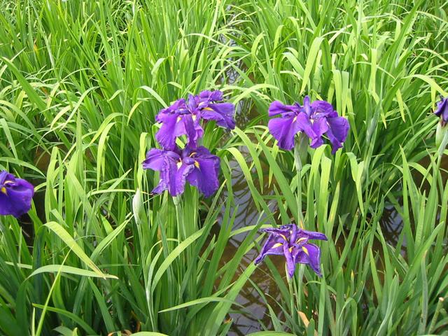 第27回 小岩菖蒲園まつり(終了)