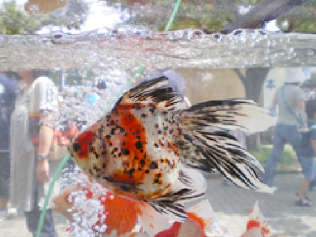 金魚と江戸川区