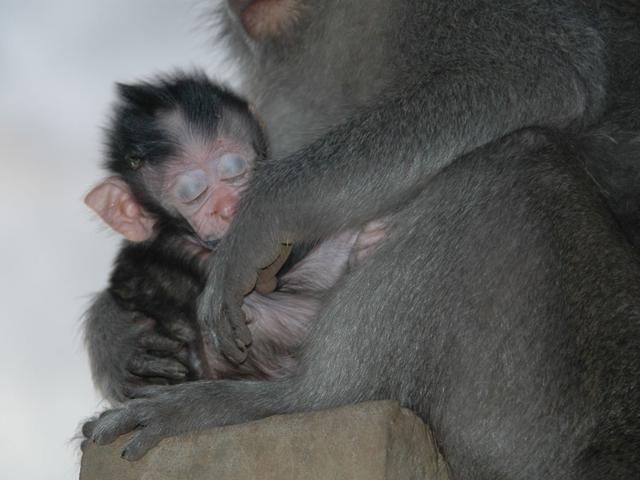 自然動物園、赤ちゃんが続々誕生!