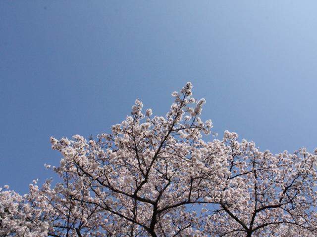 かつしかさくら祭り