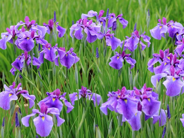 第３４回小岩菖蒲園まつり