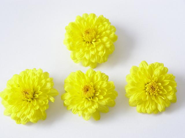 「季節を感じる和菓子作り教室～秋～」参加者募集　向島百花園