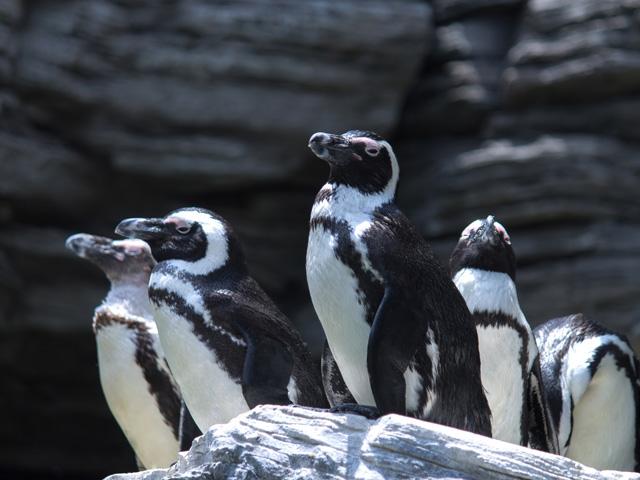 ペンギン好き必見!ペンギンのお散歩が見られます