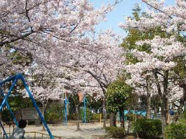 江戸川区さくらの名所