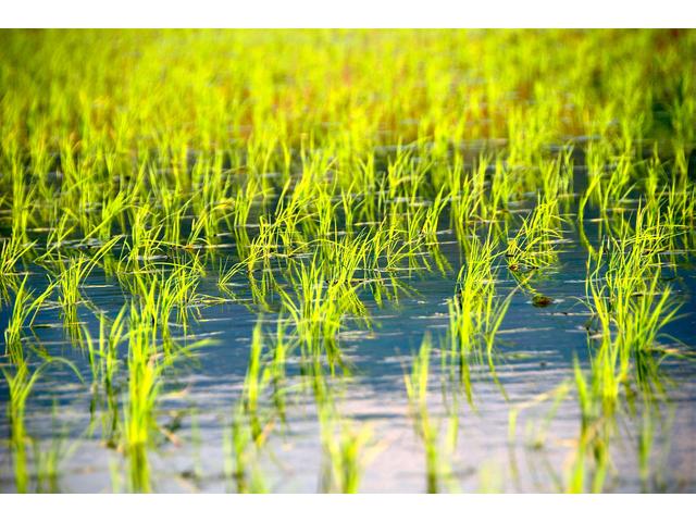 ★江東区の田んぼでお米を育ててみませんか？★