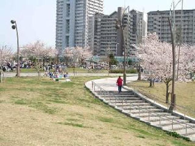江戸川区さくらの名所