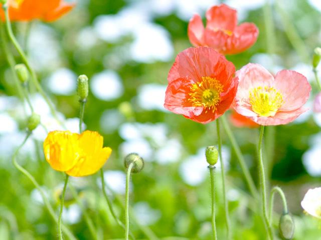 地域のまつりに出かけませんか（2）