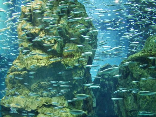 葛西臨海水族園のゴールデンウィーク特別企画