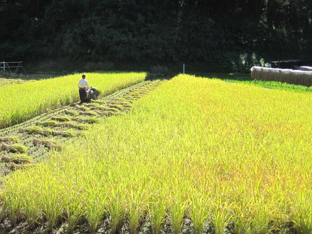 田んぼの学校参加者募集