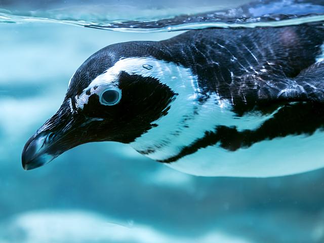 もっとペンギンが好きになる!?ペンギンのミニ絵本を作ろう!