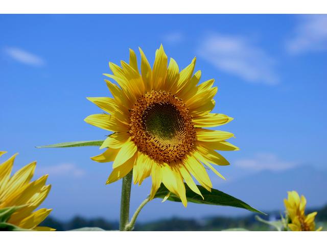 木場公園「わんぱく防災フェスタ」