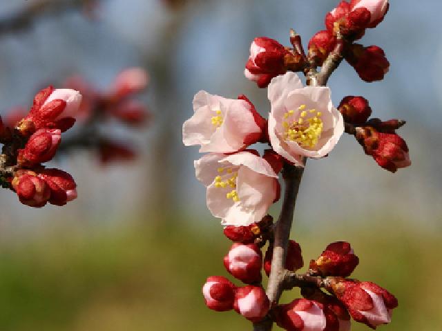 梅まつり　亀戸天神