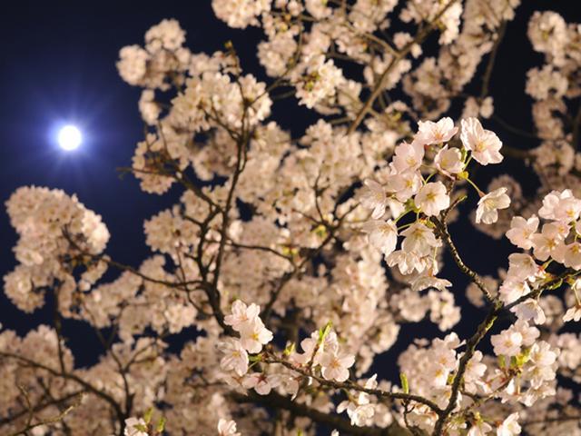 江東区のお花見情報