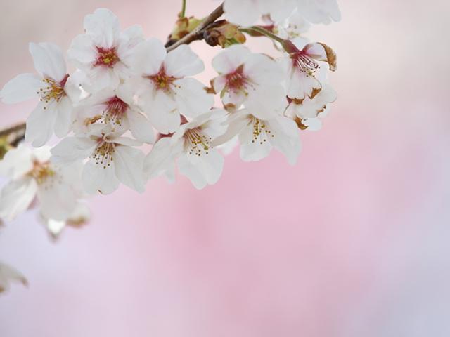 向島百花園「春の楽焼体験」