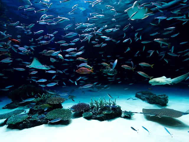 葛西臨海水族園に無料で入園できる！