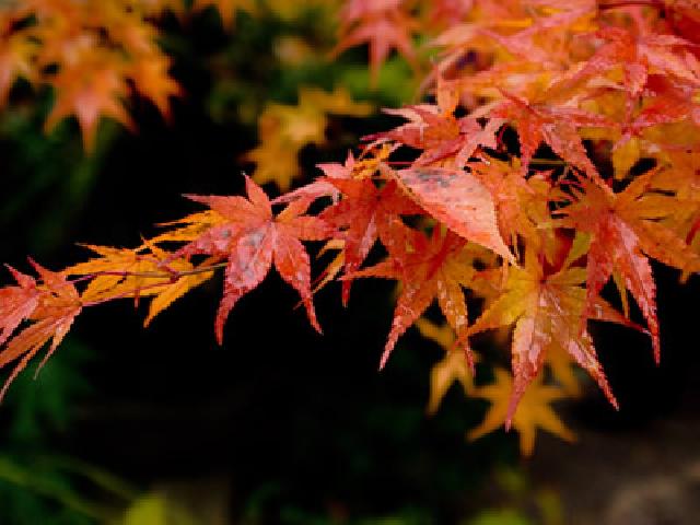 清澄庭園「秋の催し」