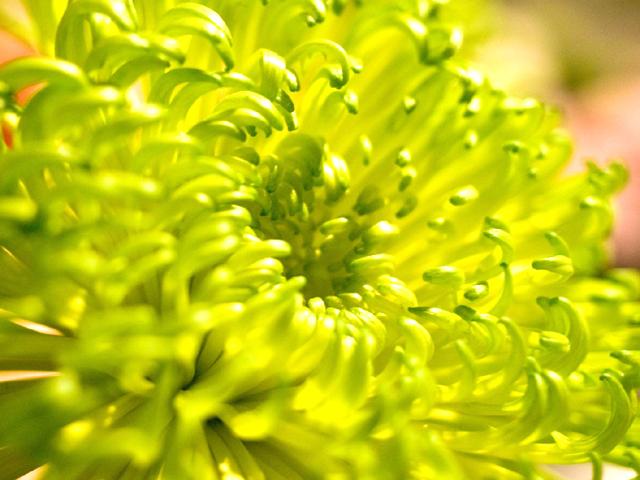 影向（ようごう）菊花大会