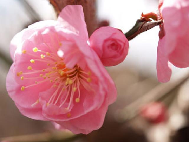 梅まつり 向島百花園 江東区のイベント ニュース 江東区時間