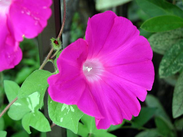 夏の催し 大輪朝顔展を開催します 向島百花園 江東区のイベント ニュース 江東区時間