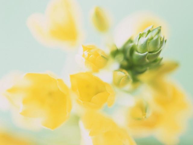 花の展示即売会