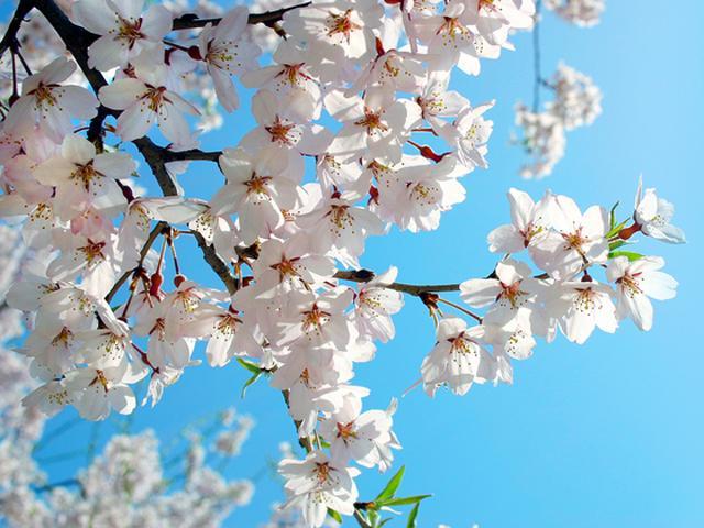 第20回お花見チャレンジウォークを開催します!