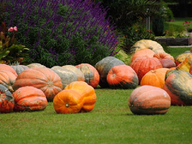 夢の島熱帯植物館 ハロウィン・パーティー2011