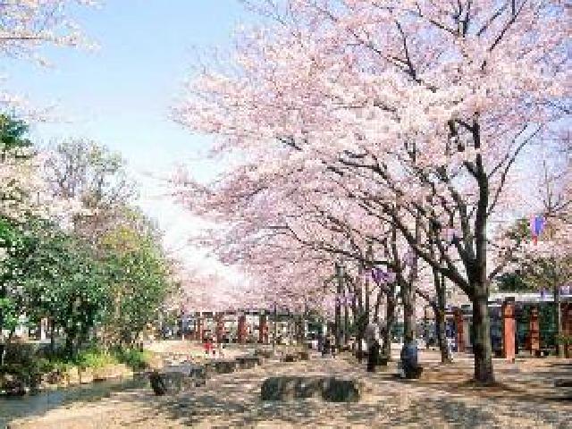 江戸川区さくらの名所