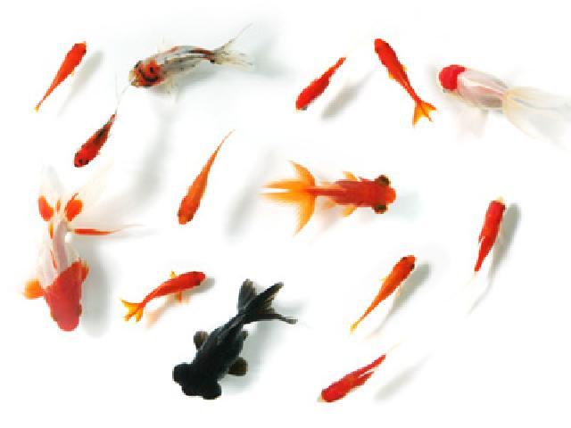 第39回 江戸川区特産　金魚まつり