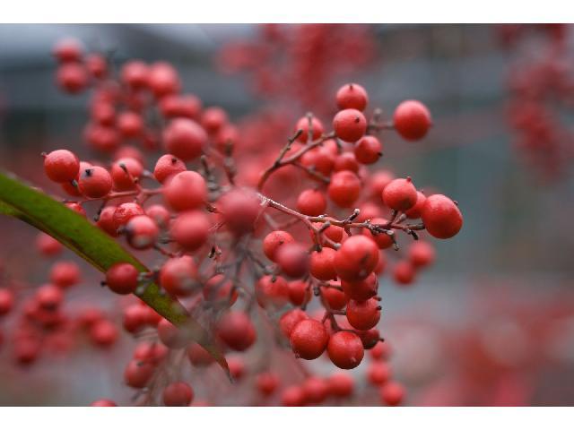 ☆生け花（古流）体験講座