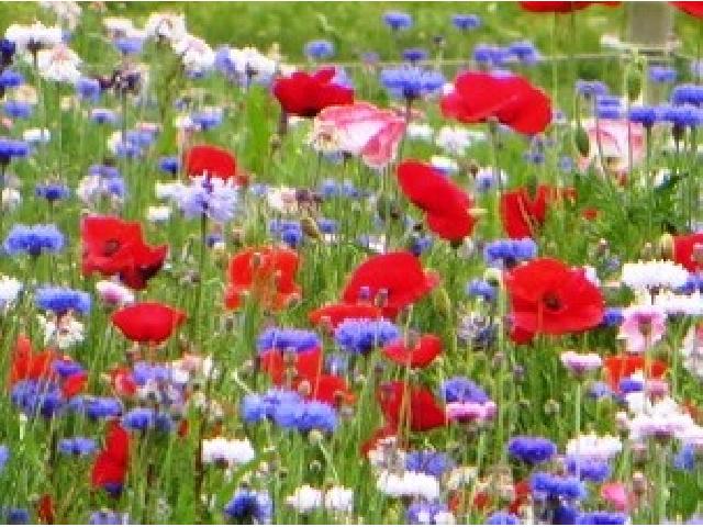 ポピーのお花摘み 5/23・5/24