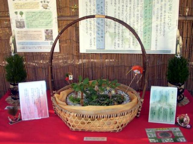 春の七草展　一之江抹香亭