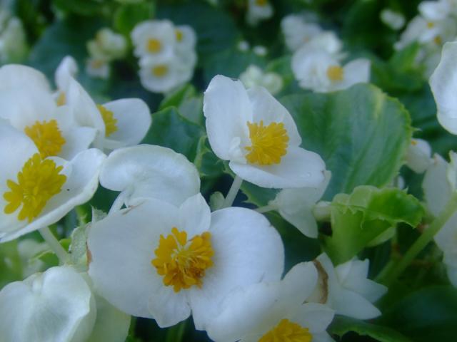 秋の花と緑の即売会