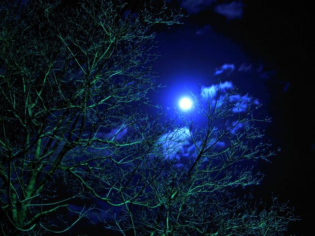 夜間開館2015　夢の島熱帯植物館