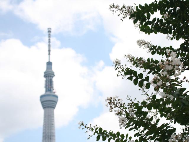 東京スカイツリー®を眺めながら　すみだ下町散歩