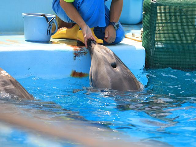 水族館で飼育係によるガイドツアー！