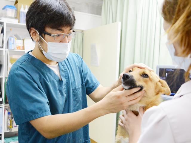 ふじわら動物病院