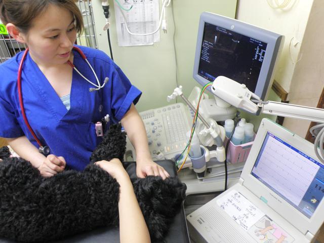 しのざき動物病院