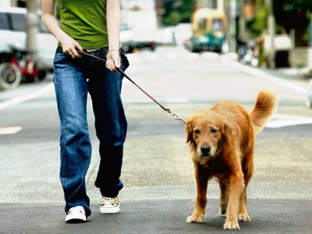 平成21年度 犬の登録と狂犬病予防注射のお知らせ