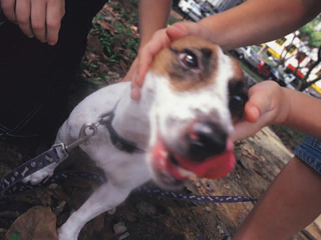 飼い犬の登録と狂犬病の予防注射をお忘れなく