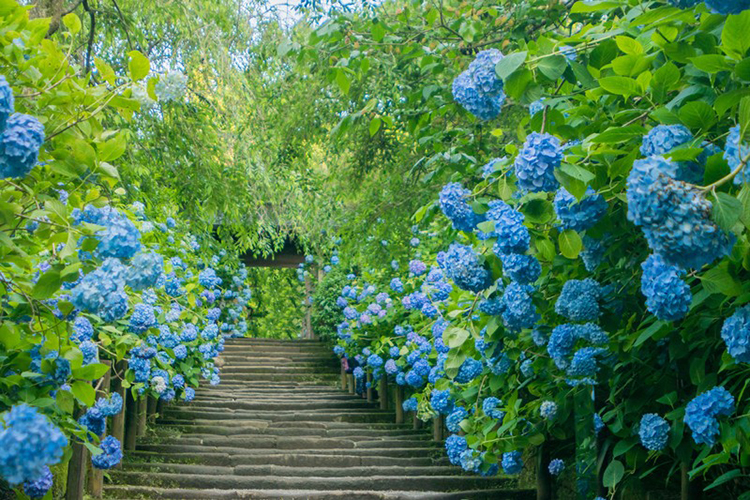 江東区には花の名所が豊富で...