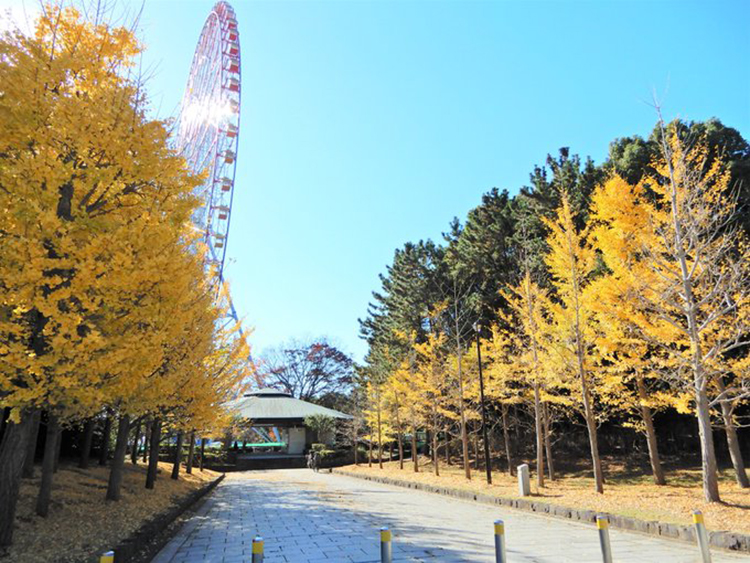 葛西臨海公園のイチョウの木...